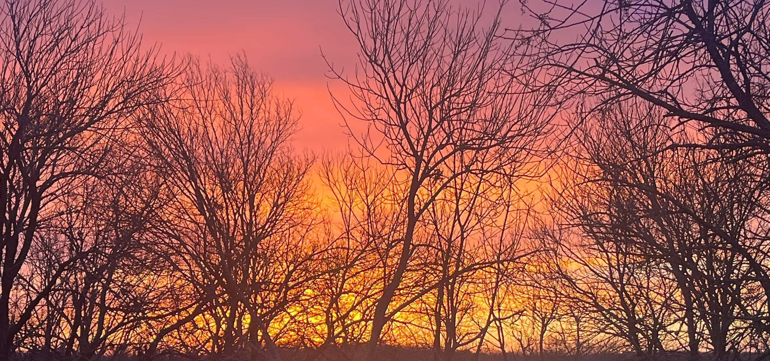 Texas sunrise through winter trees in Van Alstyne.
